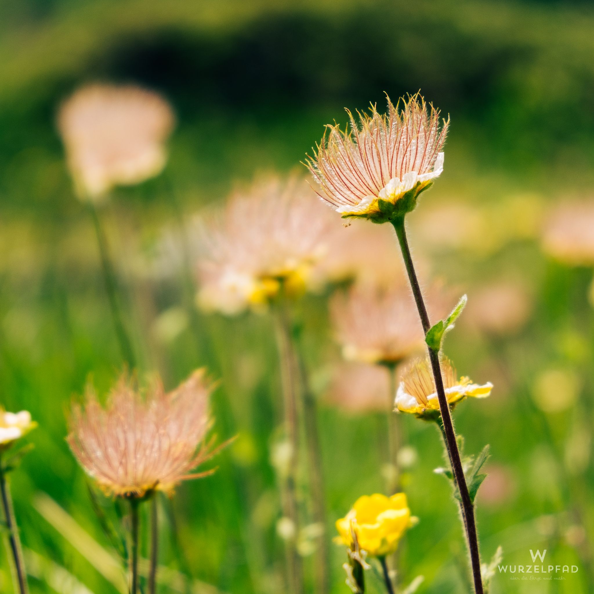 Blumen säumen den Weg